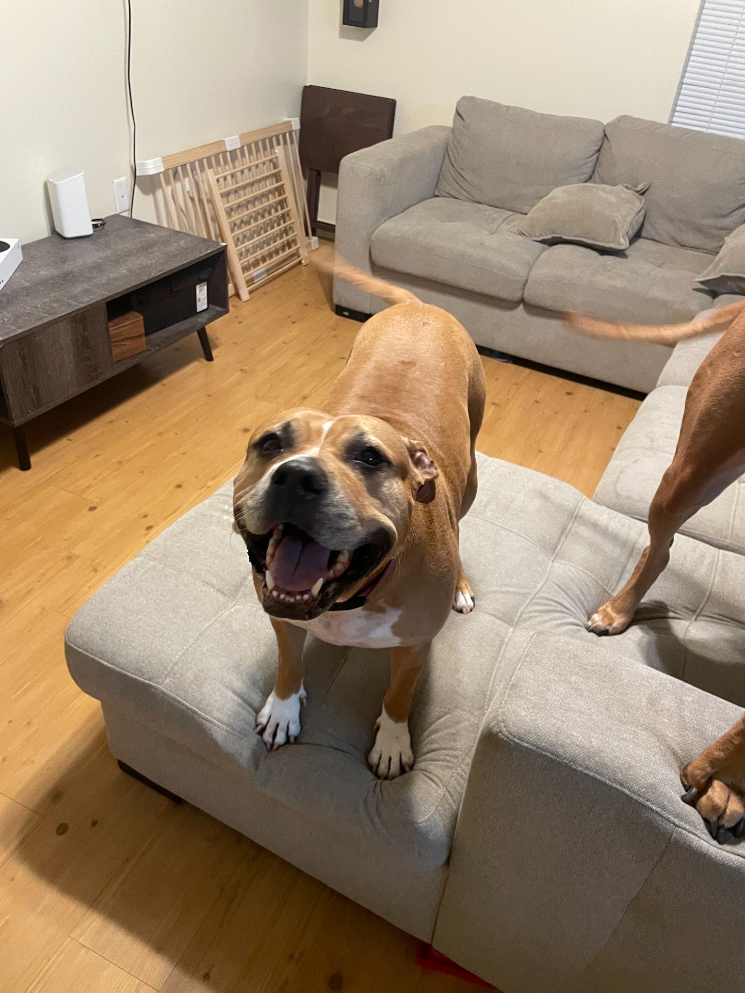 Pet sitting clients at home