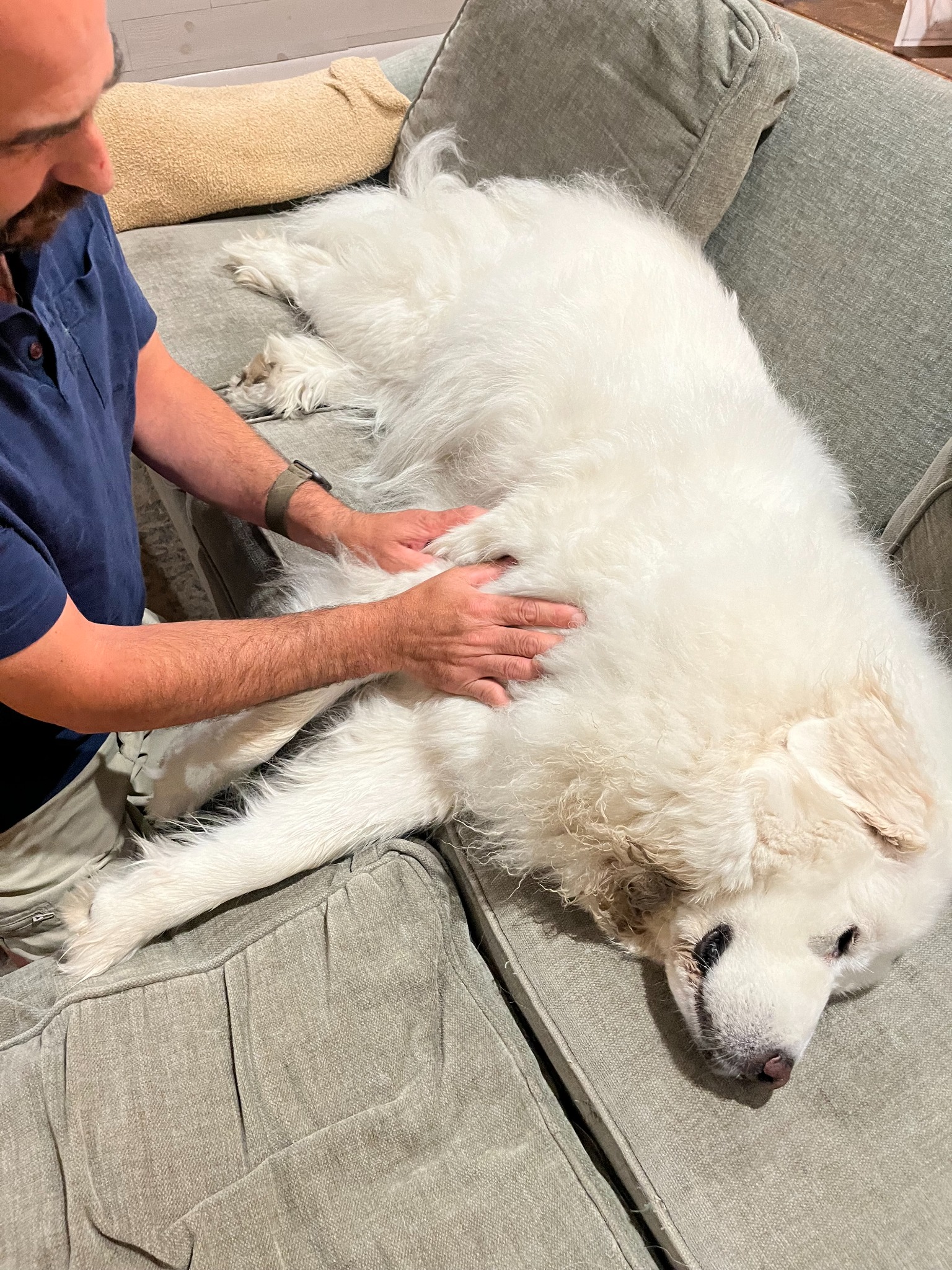 Real canine massage session