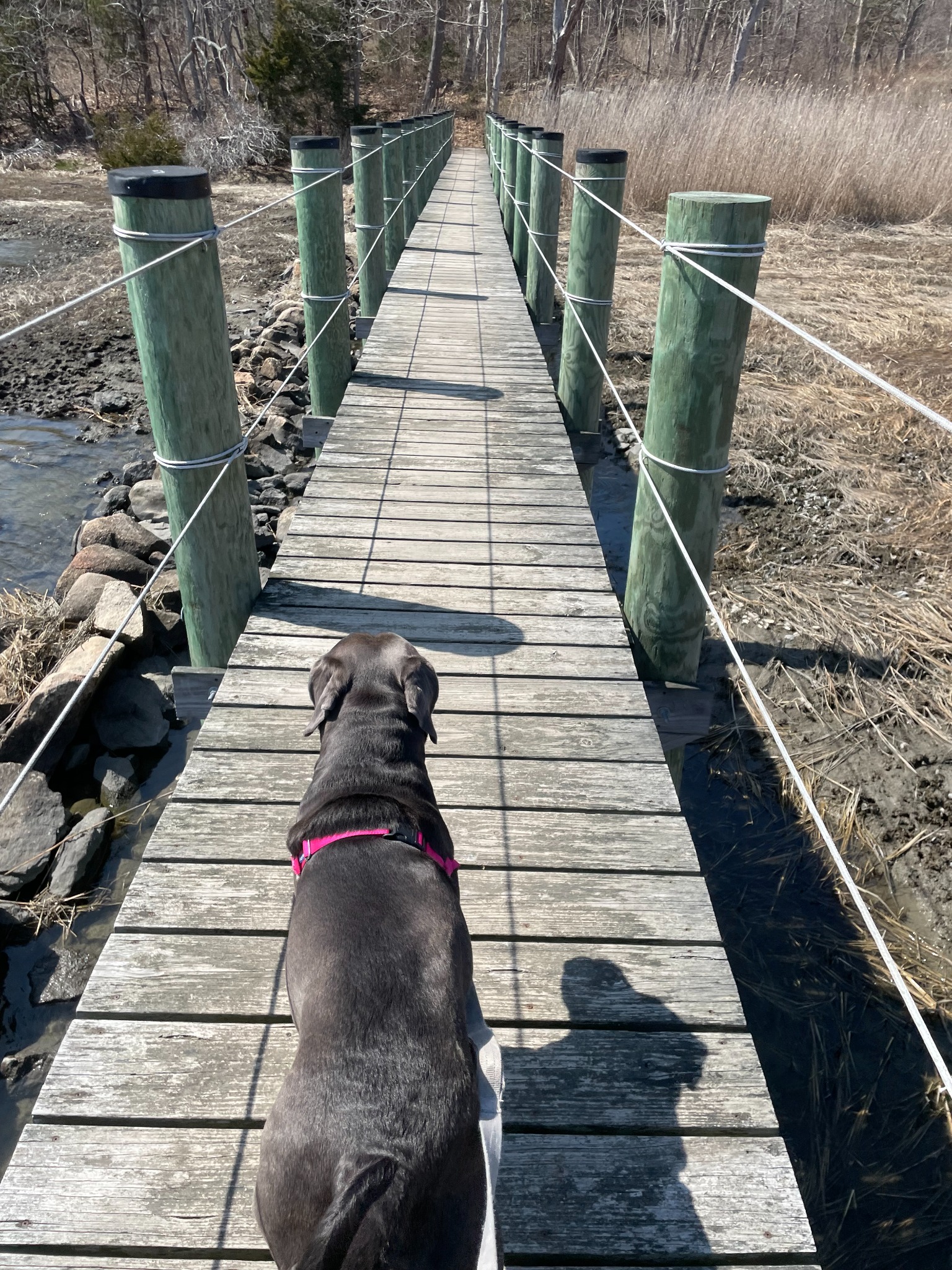 Real Shoreline dog walk