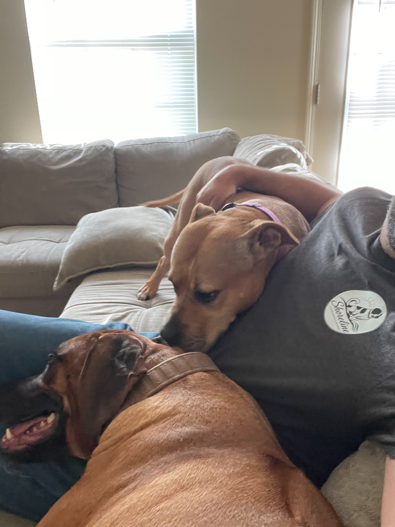 Real Shoreline pet sitting client