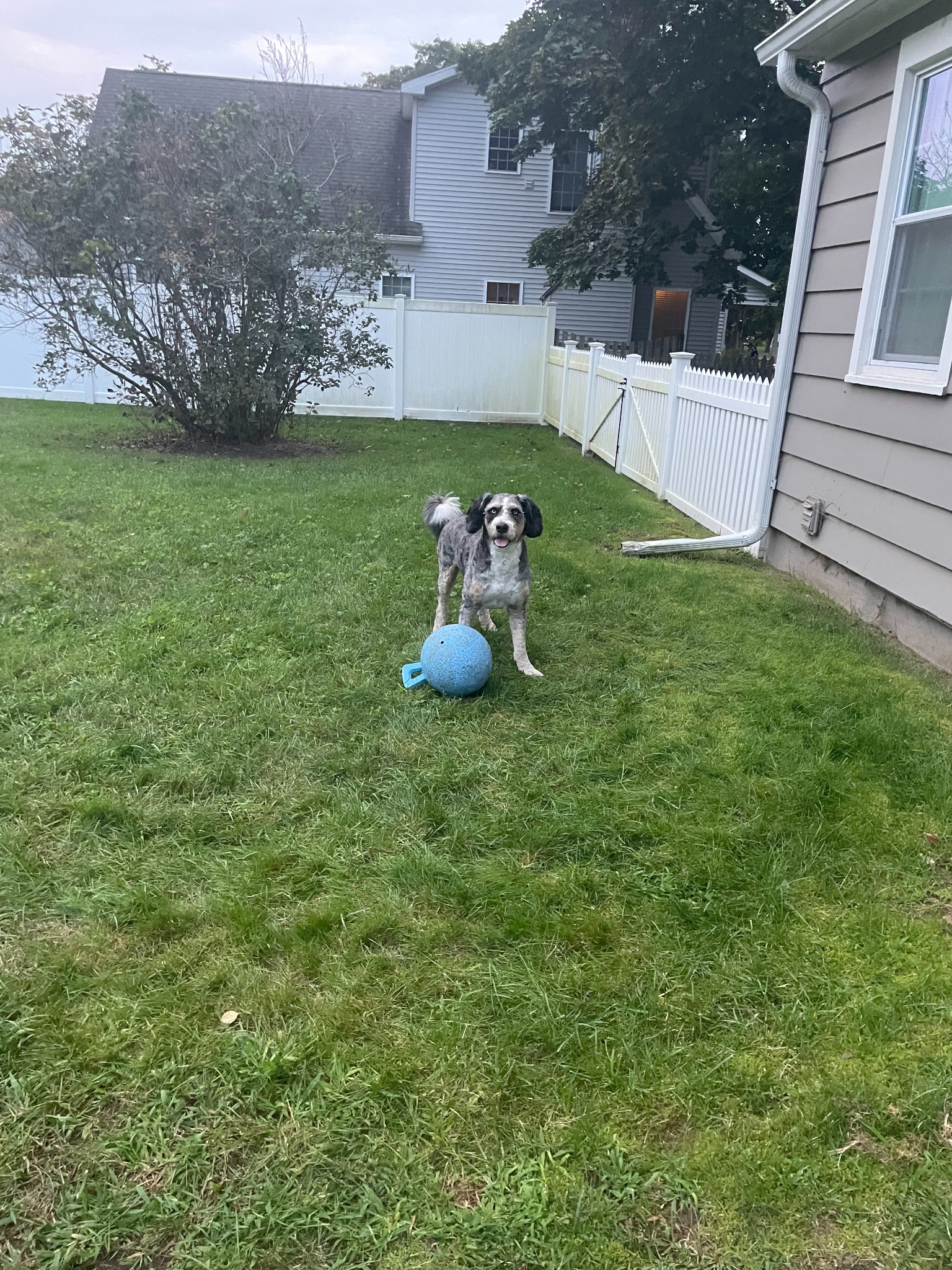 Real Shoreline pet sitting client