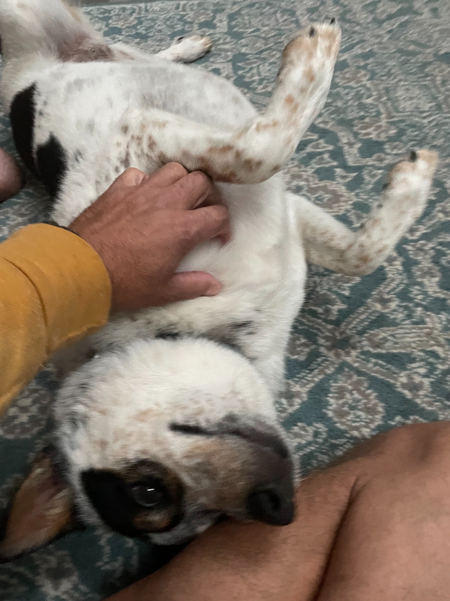 Real Shoreline pet sitting client