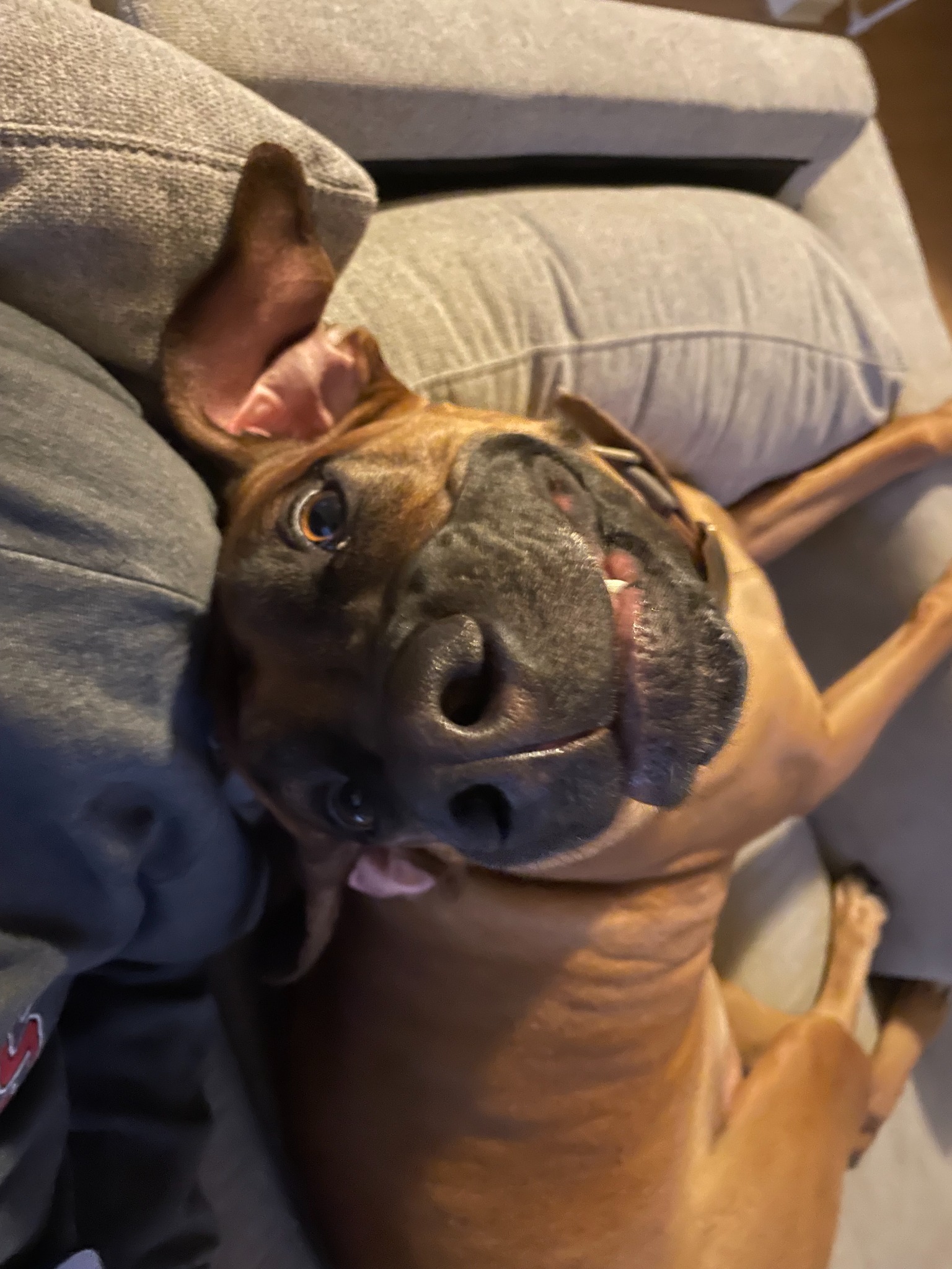 Real Shoreline pet sitting client