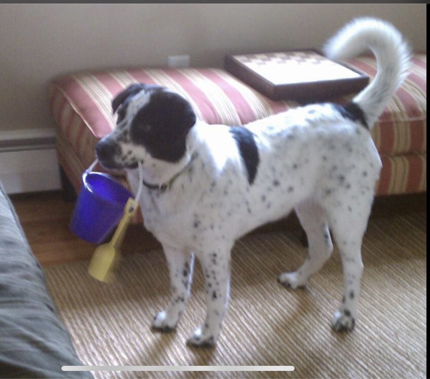 Hendrix with his bucket