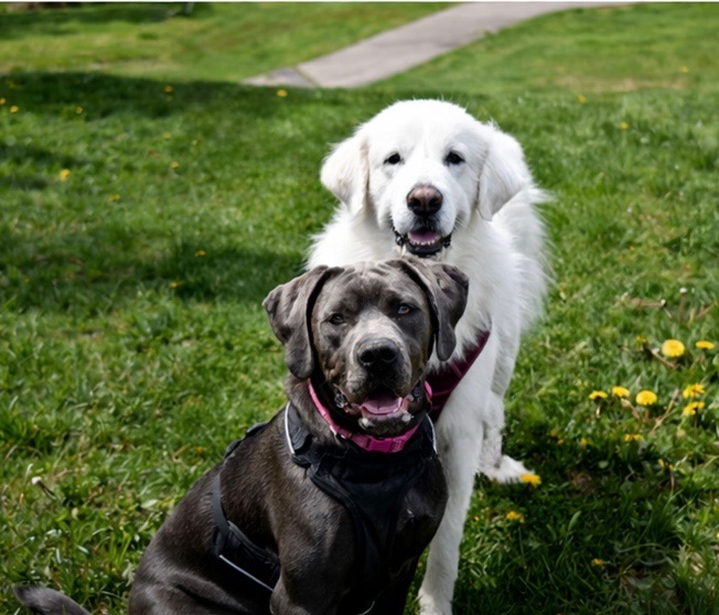 Bleu and Lola