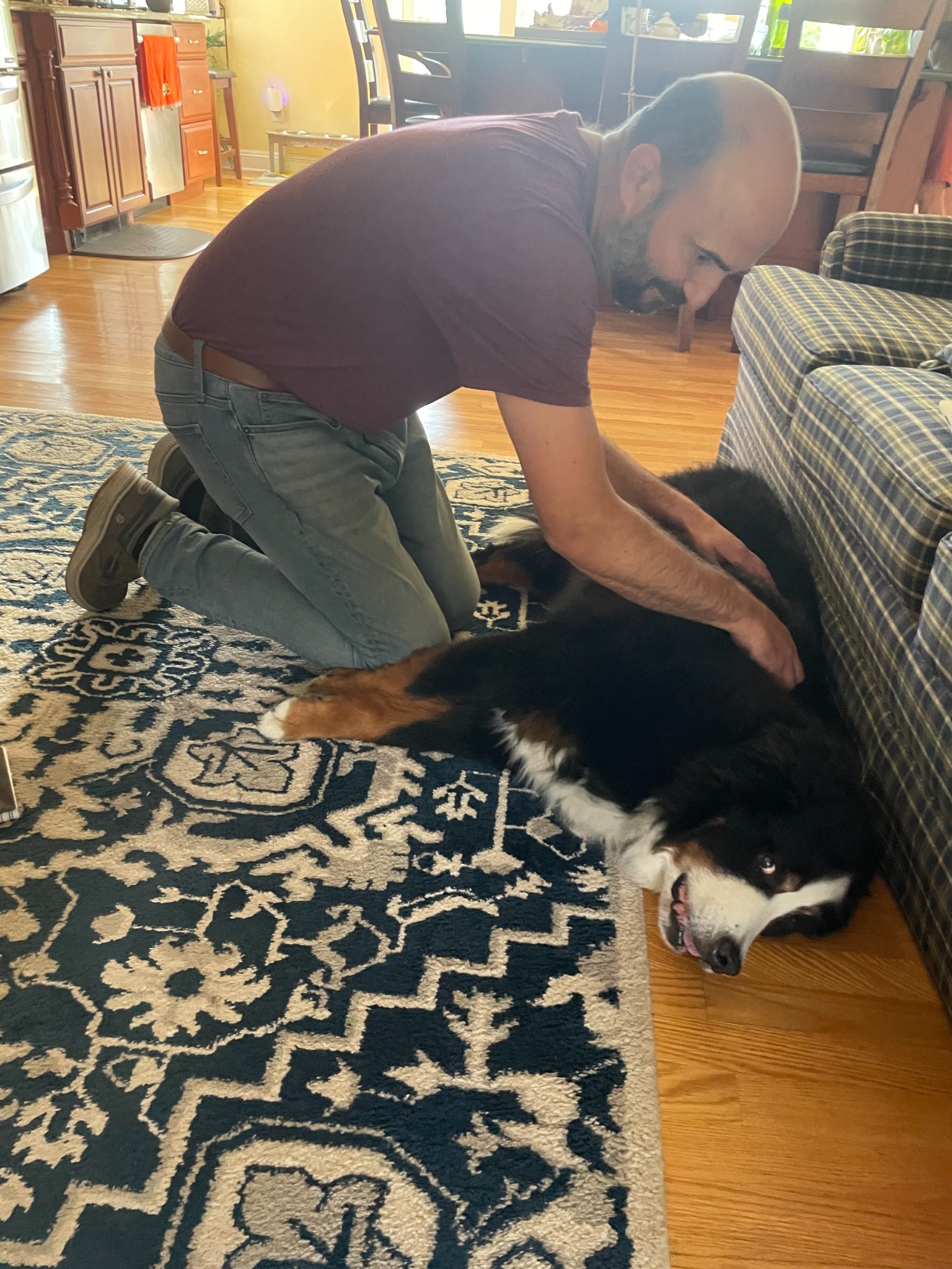 Real canine massage session