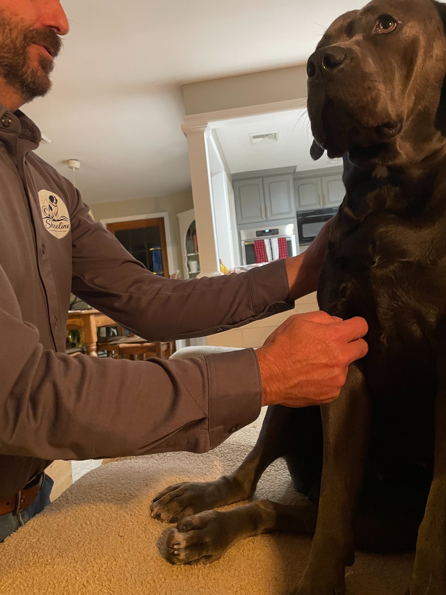 Real canine massage session