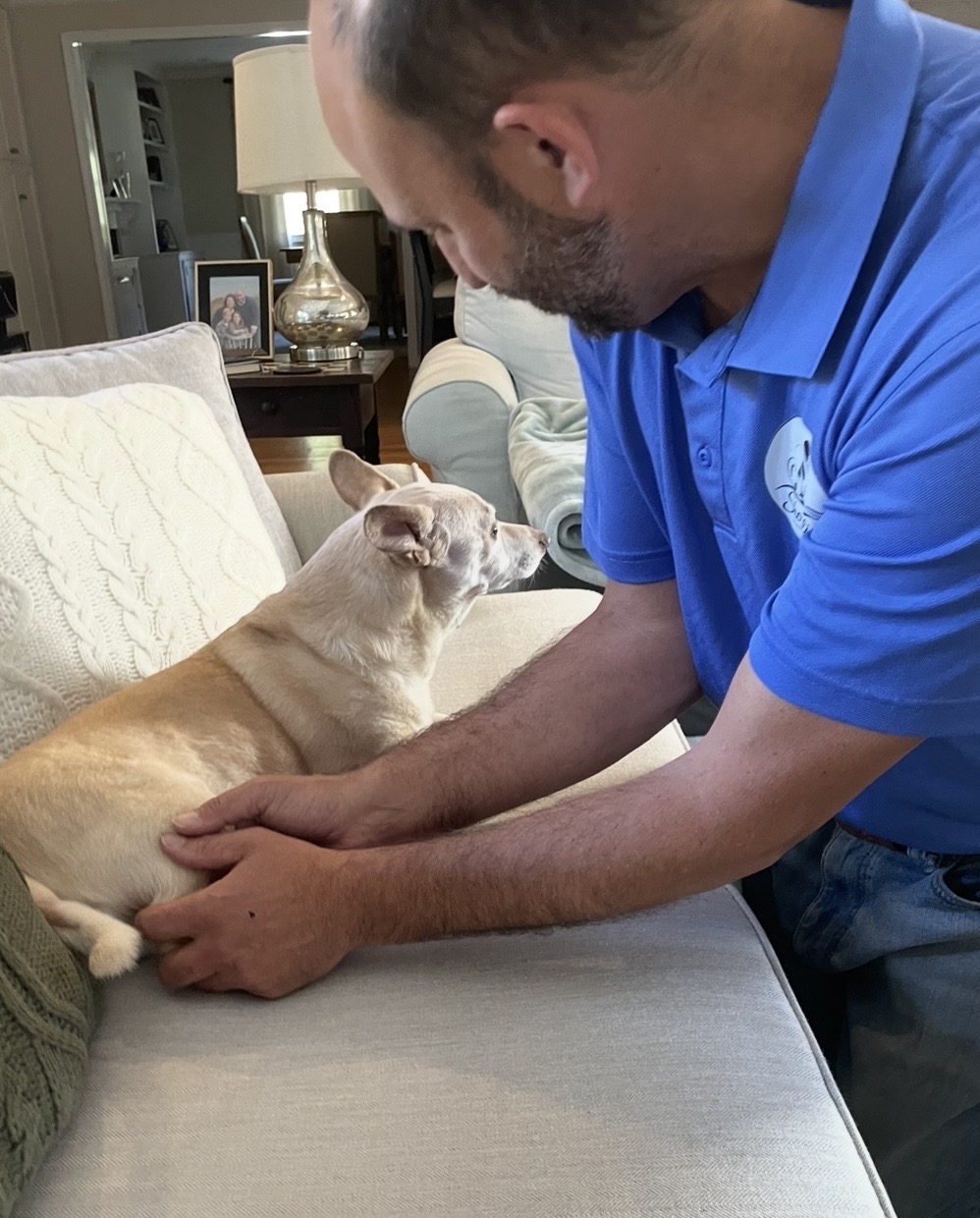 Real canine massage session