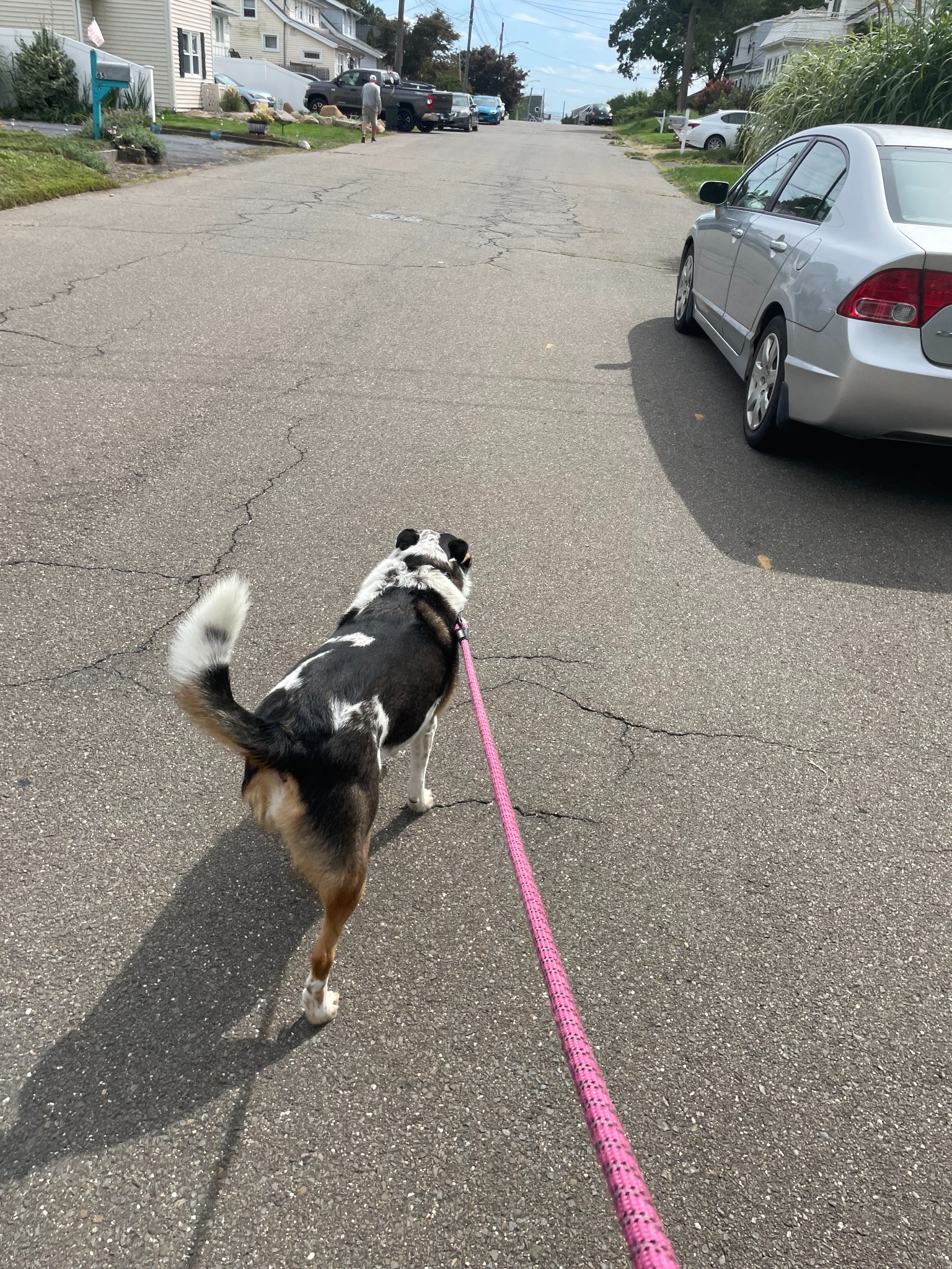 Relaxed dog during in-home pet sitting