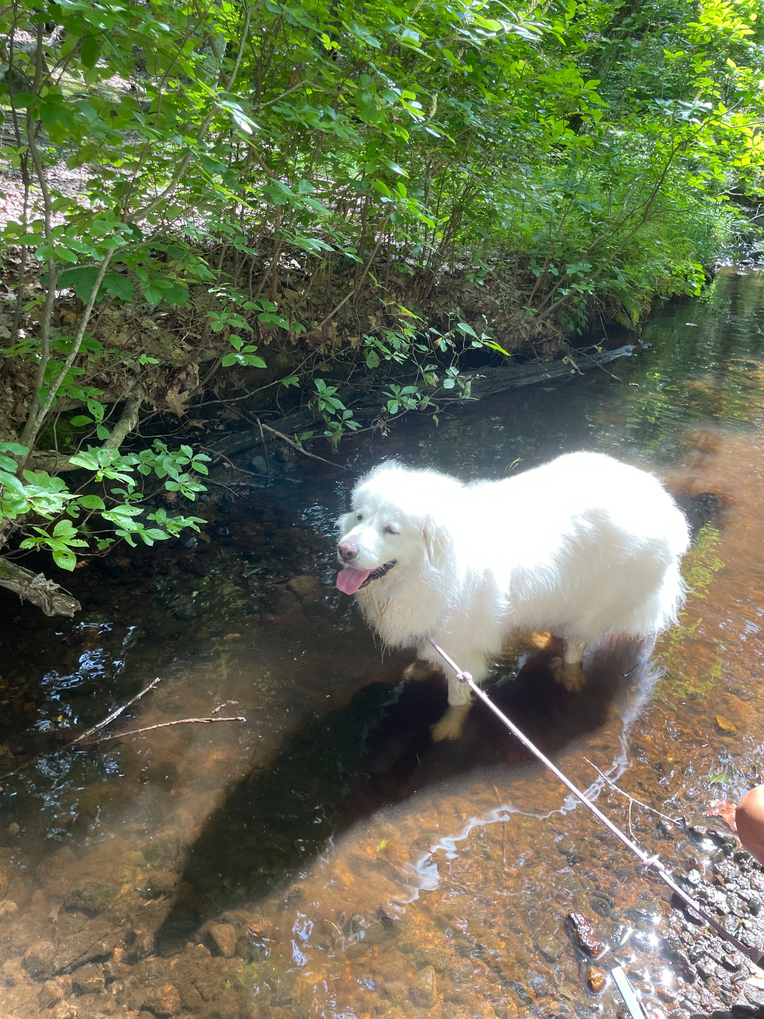 Bleu enjoying a Shoreline Adventure Walk in a woodland stream