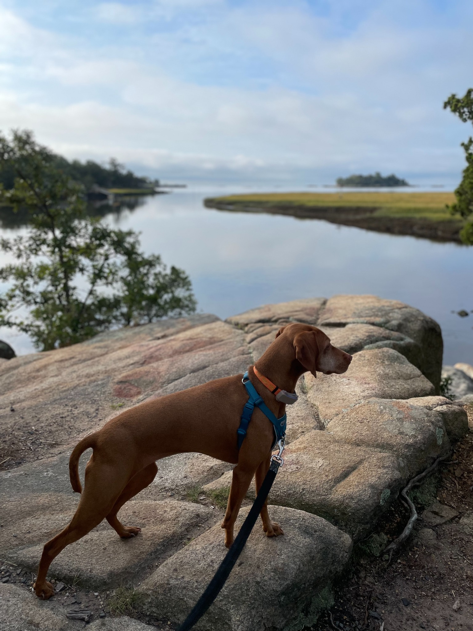 Real Shoreline Adventure Walk