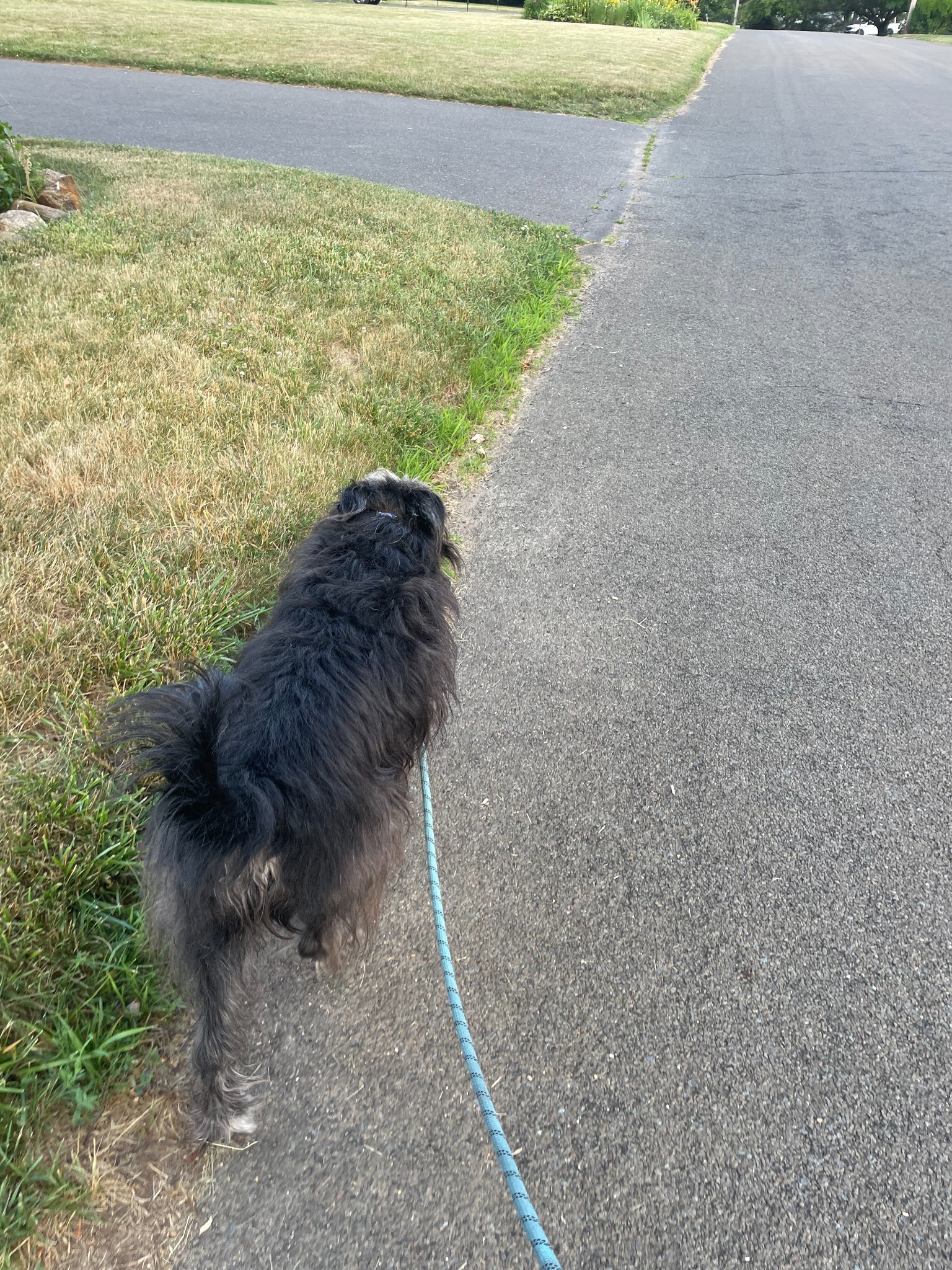 Real Shoreline neighborhood dog walk