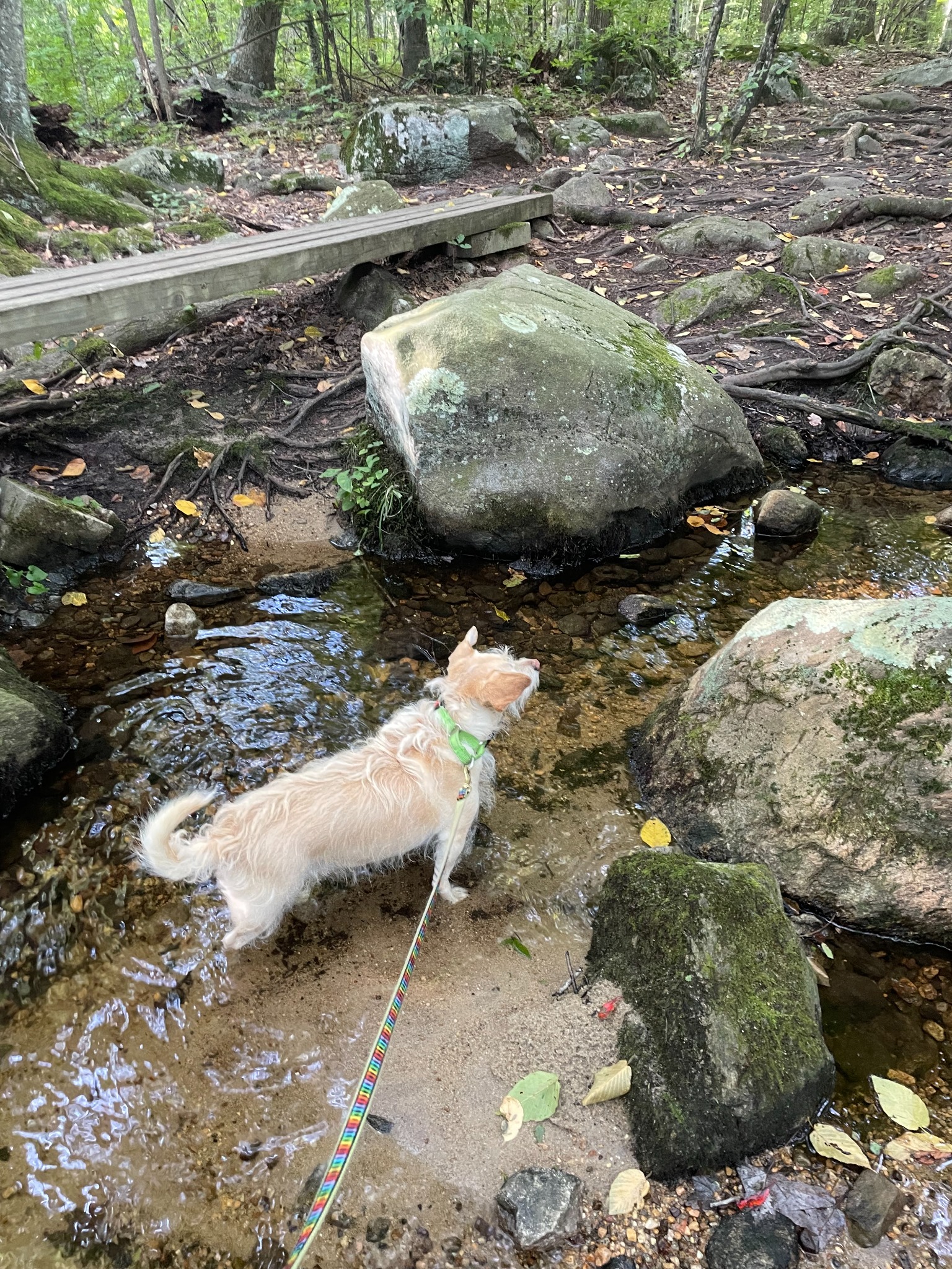 Real Shoreline small dog adventure walk